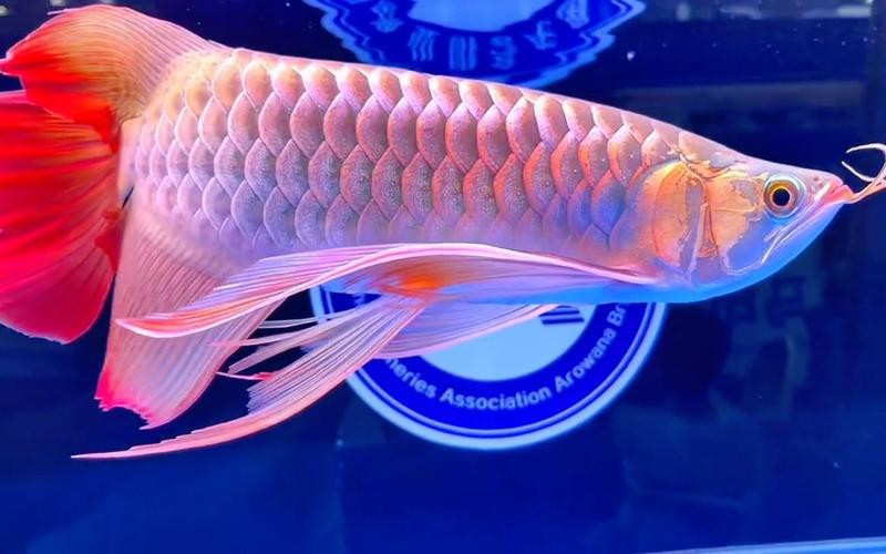 巨型金龍魚長什么樣子圖片欣賞