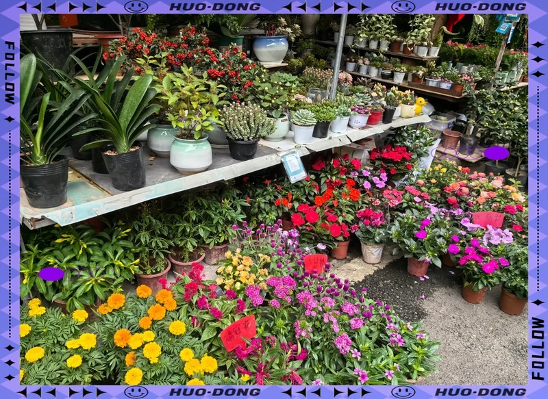 佛山錦鯉交易市場，2019年佛山錦鯉產業發展趨勢