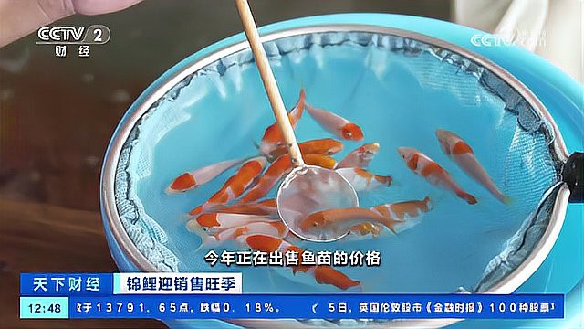 佛山錦鯉交易市場，2019年佛山錦鯉產業發展趨勢