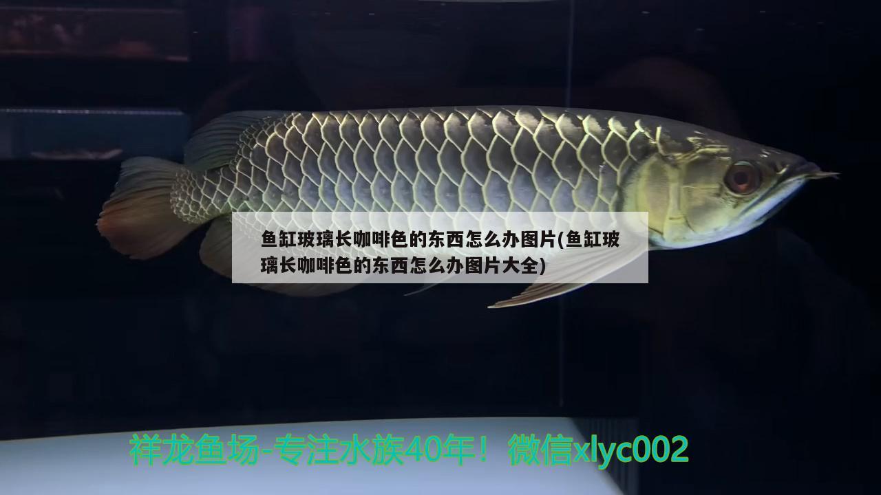 魚(yú)缸玻璃長(zhǎng)咖啡色的東西怎么辦圖片(魚(yú)缸玻璃長(zhǎng)咖啡色的東西怎么辦圖片大全)