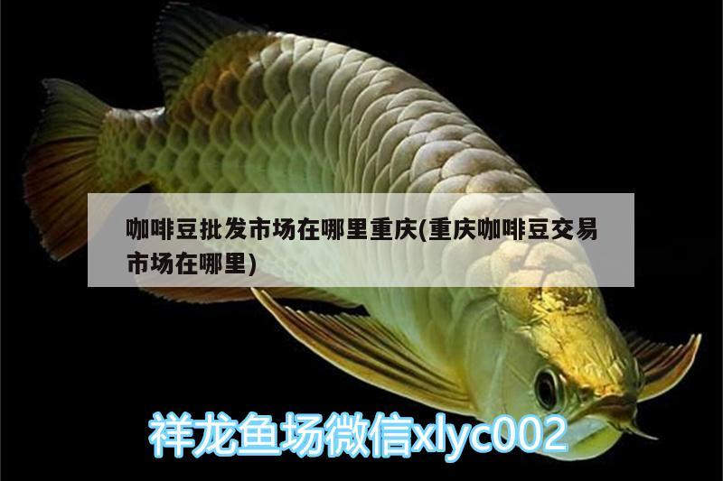 咖啡豆批發市場在哪里重慶(重慶咖啡豆交易市場在哪里)