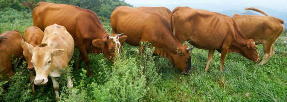 新晃龍魚店，“新晃龍魚店”公開資料中未查詢到關于“新晃龍魚店”的信息