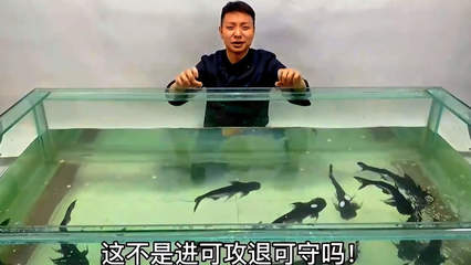龍魚專用飼料配方vs祥龍魚場：龍魚專用飼料與祥龍魚場所提供的飼料配方與對比