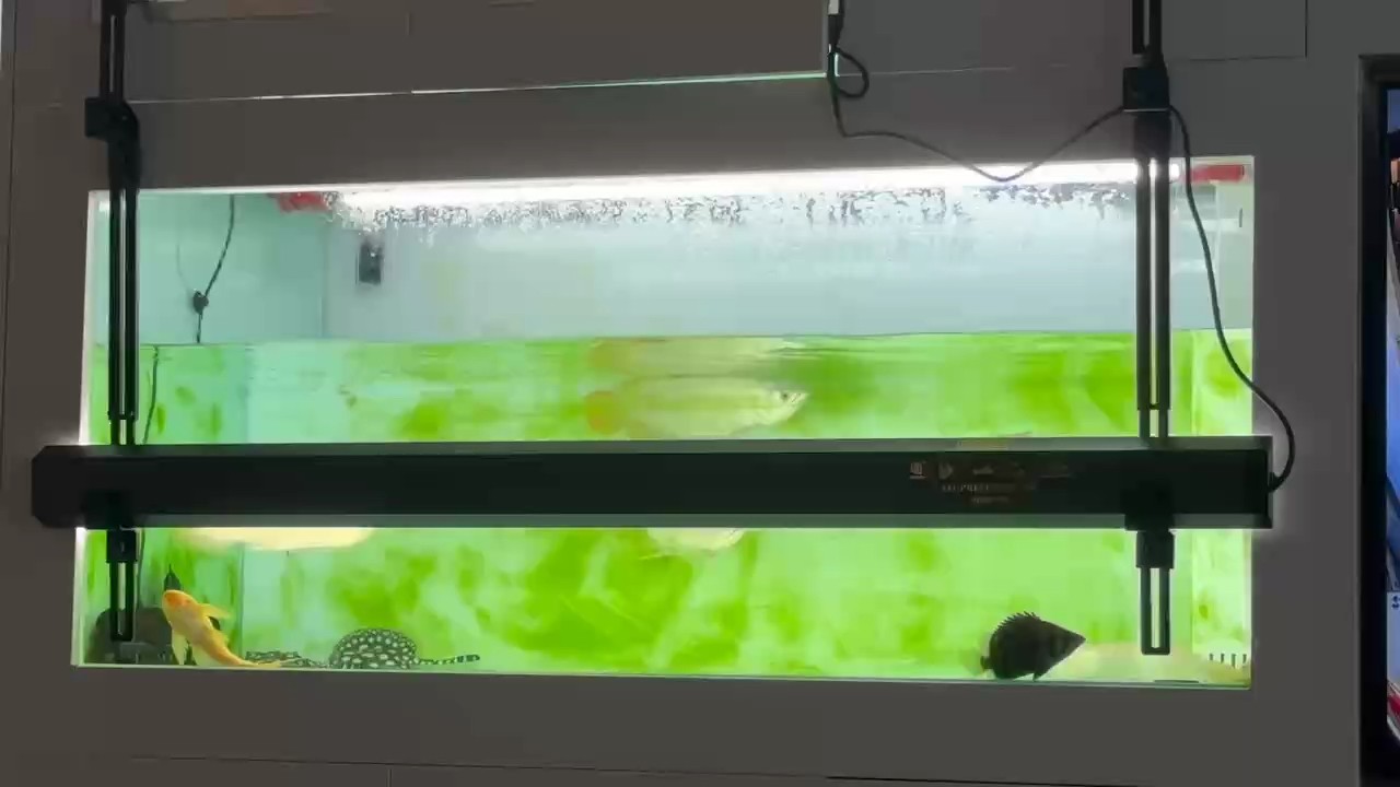 龍魚(yú)混養(yǎng)第五天，下了兩條黃化銀龍陪玩