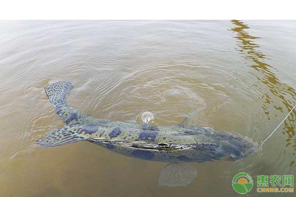 大型魚缸多少錢一個平方：大型魚缸價格因材質、尺寸、品牌等因素有所不同
