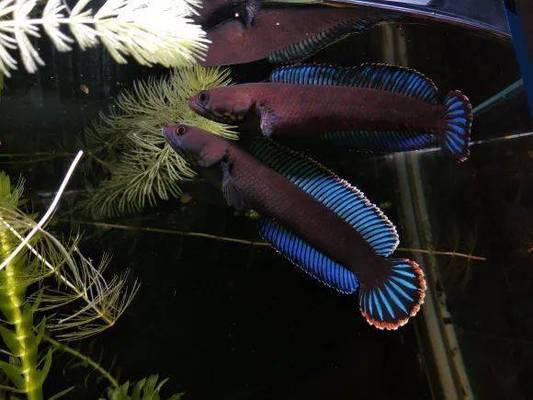 魟魚長的快嗎為什么這么慢：魟魚的生長速度與其品種、生活環境以及飼養方式等因素密切相關