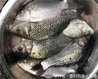 過背金龍魚圖片大全(過背金龍魚圖片大全)