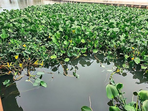 石龜多久需要清洗一次？，《石龜多久需要清洗一次？》