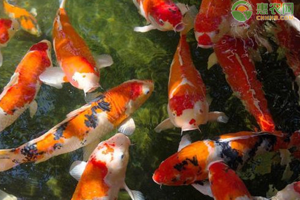 創(chuàng)寧水泵流量衰減原因有哪些的簡單介紹