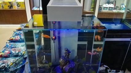 便宜的魚缸多少錢一個合適：定制魚缸多少錢一個？