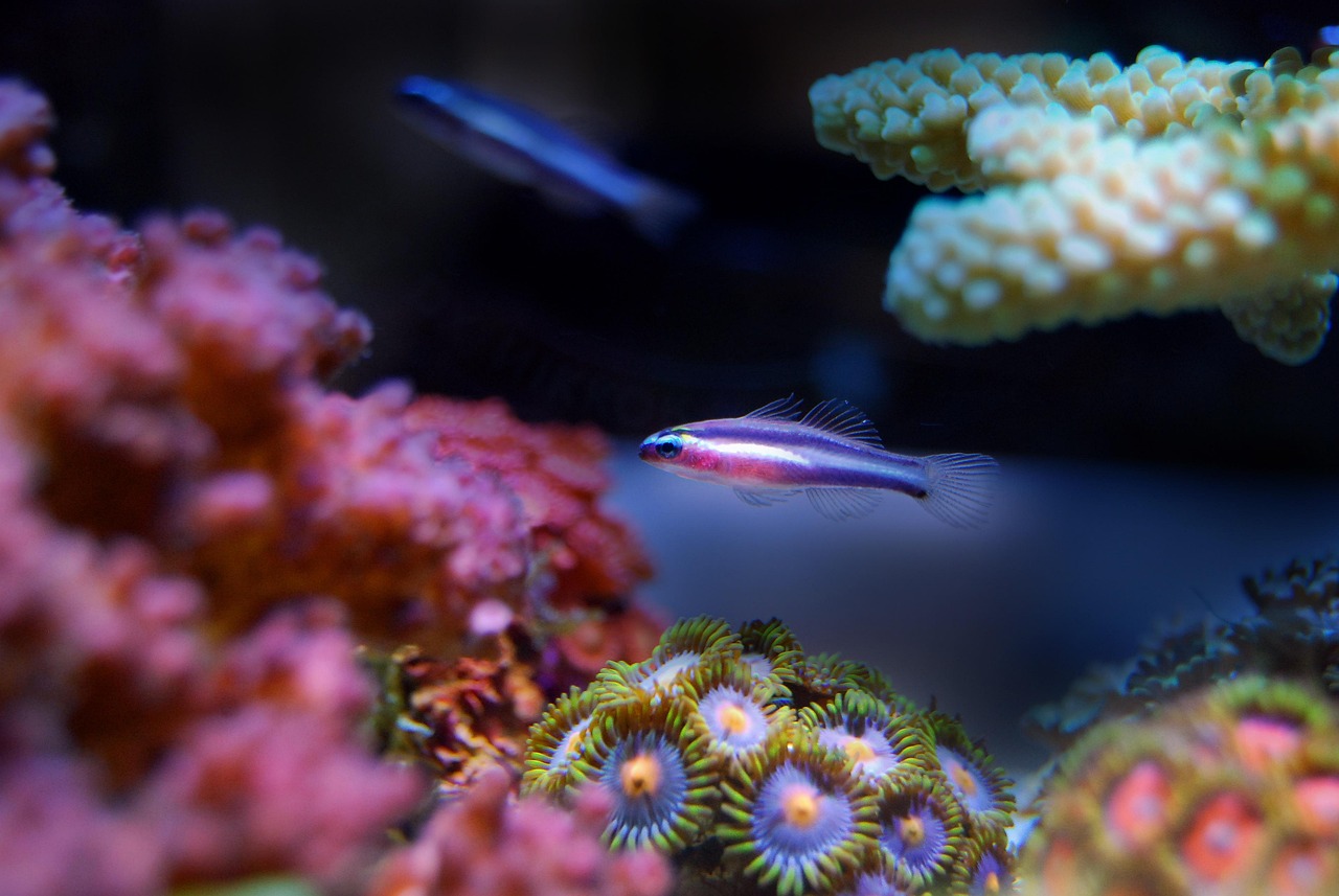 魚缸養護技巧大揭秘廣州水族文化探秘廣州水族文化探秘：如何在廣州購買魚缸