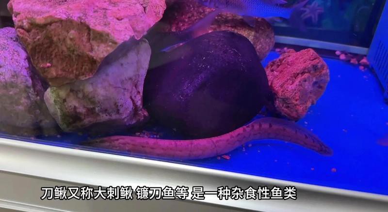 淡水鐮刀魚，淡水鐮刀魚生態觀察記