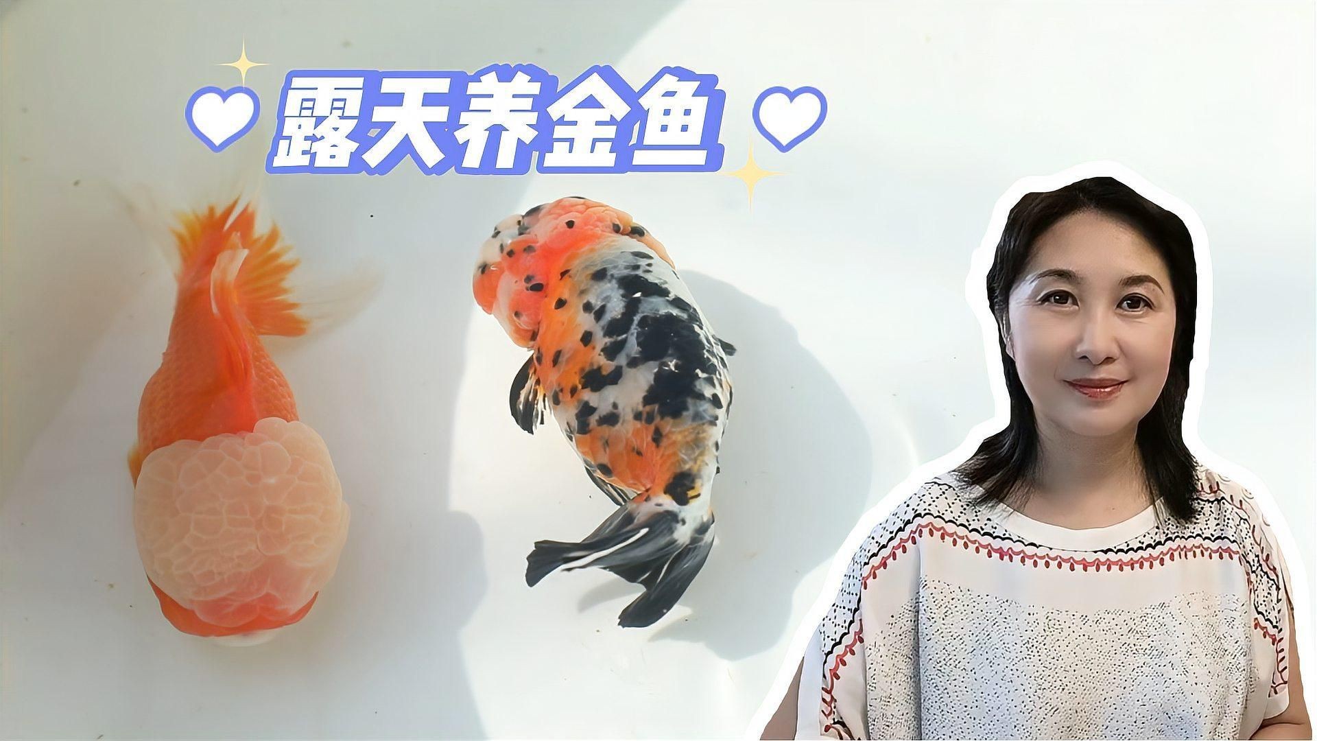露天大缸養(yǎng)魚注意什么，《露天大缸養(yǎng)魚注意什么》