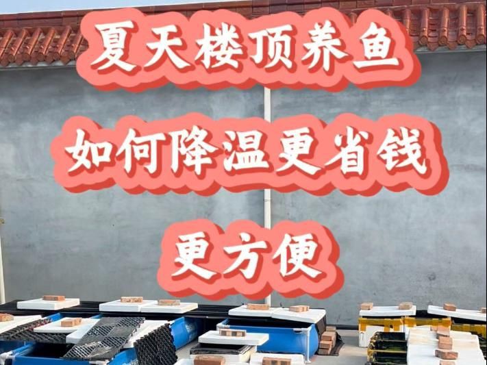 露天大缸養(yǎng)魚注意什么，《露天大缸養(yǎng)魚注意什么》
