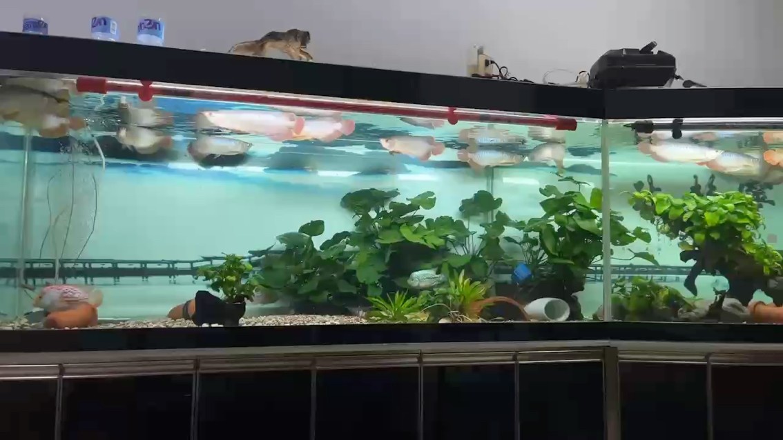 好慘，去深圳四天。餓了四天，回來一看，尾巴又大了。