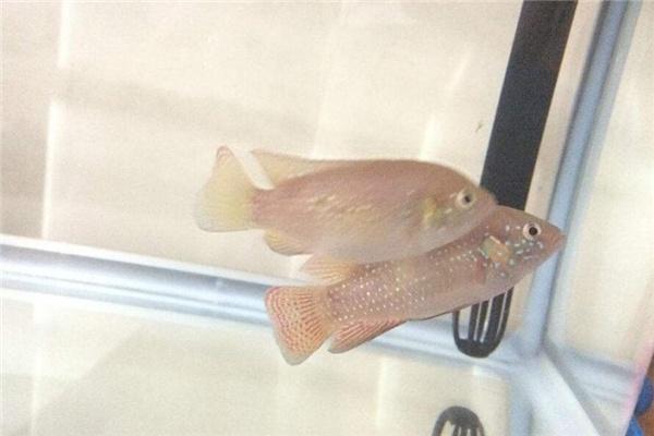 龍魚有什么價值和意義vs祥龍魚場：祥龍魚場的歷史沿革