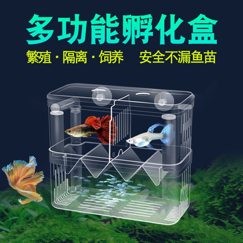 24k金頭過背金龍魚:金龍魚那個品種最值錢