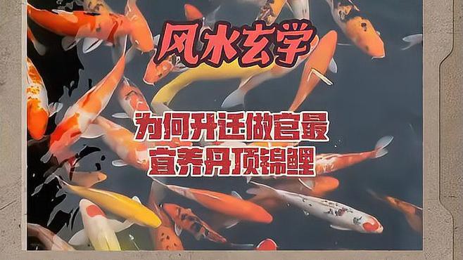 丹頂錦鯉貴嗎值得養(yǎng)嗎，《丹頂錦鯉貴嗎值得養(yǎng)嗎》