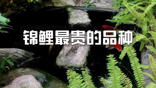 丹頂錦鯉貴嗎值得養(yǎng)嗎，《丹頂錦鯉貴嗎值得養(yǎng)嗎》