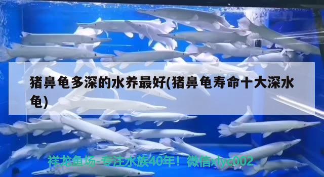 豬鼻龜多深的水養最好(豬鼻龜壽命十大深水龜)