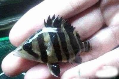 小虎魚苗吃什么大的快