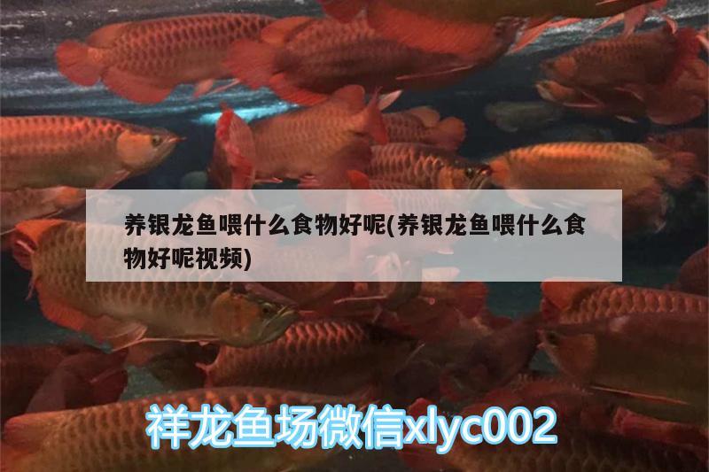 養銀龍魚喂什么食物好呢(養銀龍魚喂什么食物好呢視頻)