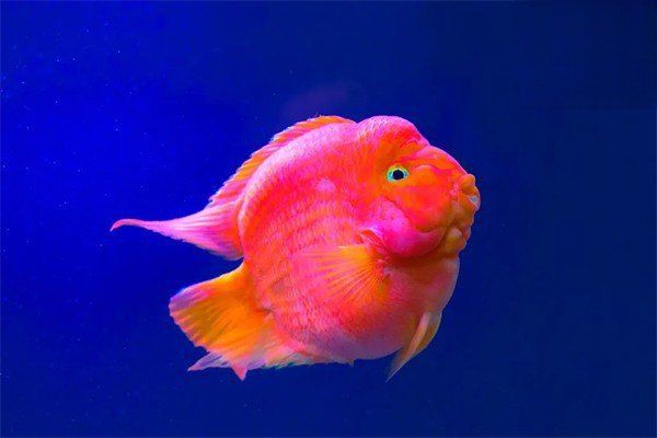 魚鰓蓋爛了會影響魚的壽命嗎？，魚鰓上面爛怎么回事