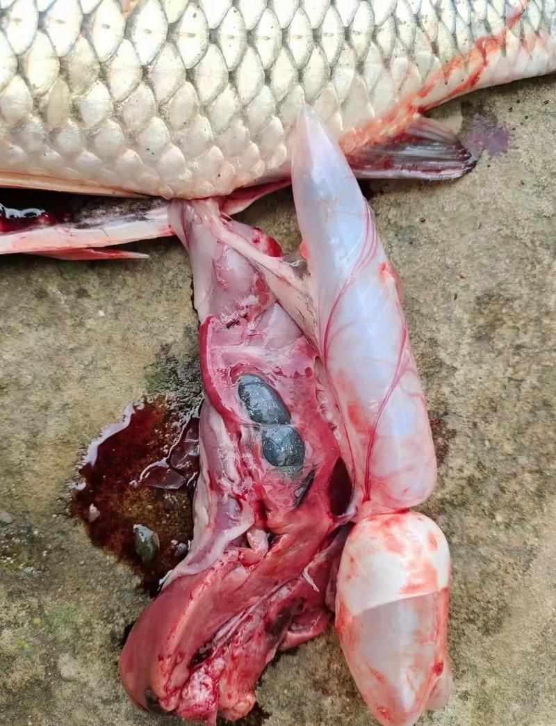 魚鰓蓋爛了會影響魚的壽命嗎？，魚鰓上面爛怎么回事