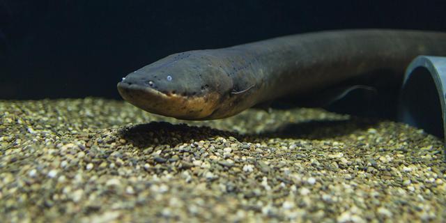 銀龍魚顆粒飼料怎么喂(銀龍魚顆粒飼料怎么喂魚)