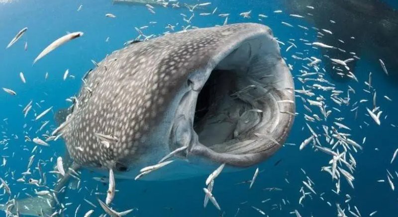 全球魚大全一覽表，《全球魚大全》