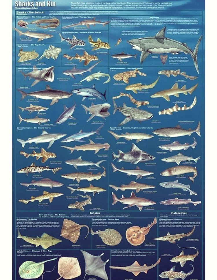 全球魚大全一覽表，《全球魚大全》