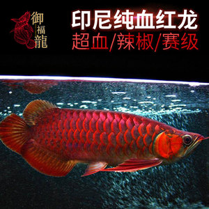 金龍魚繁殖飼料品牌對比評測：金龍魚繁殖飼料品牌boxwater品牌介紹
