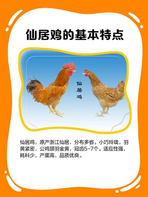 保家仙雞頭朝向正確圖，保家仙雞頭朝向的正確圖示
