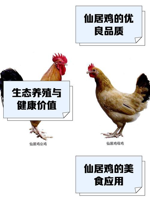 保家仙雞頭朝向正確圖，保家仙雞頭朝向的正確圖示