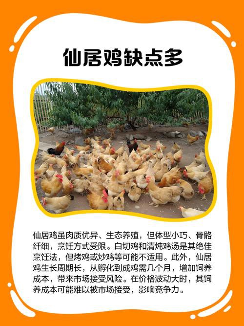 保家仙雞頭朝向正確圖，保家仙雞頭朝向的正確圖示