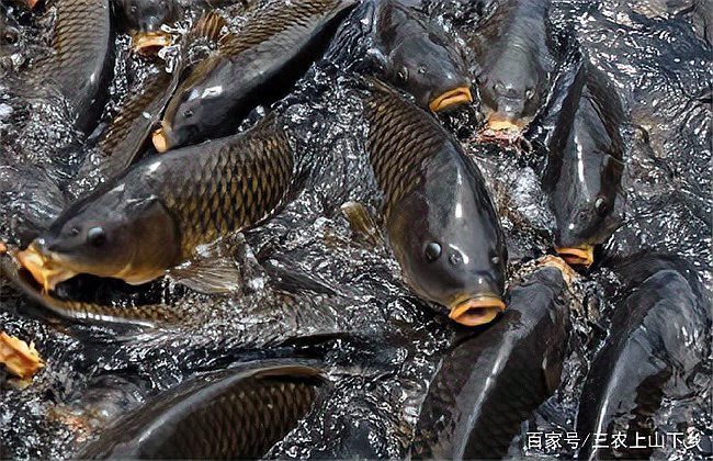 再詳細(xì)說(shuō)說(shuō)錦鯉和龍魚(yú)的飼養(yǎng)成本，錦鯉與龍魚(yú)的飼養(yǎng)成本與利潤(rùn)分析三農(nóng)上山下鄉(xiāng)養(yǎng)魚(yú)的利潤(rùn)