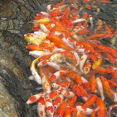 金龍魚昆明經銷商【金龍魚在昆明的經銷商管理】