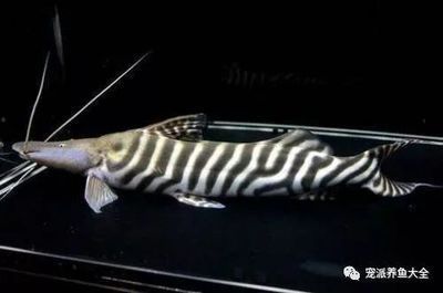 草魚可以放魚缸里養嗎視頻：草魚在魚缸中的養殖失敗原因分析草魚在魚缸中的養殖失敗原因