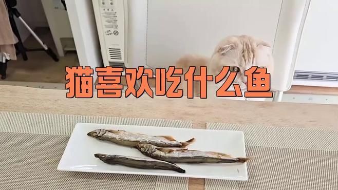 貓咪最愛吃的四種魚，貓咪對魚類有著天然的喜愛