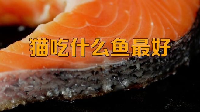 貓咪最愛吃的四種魚，貓咪對魚類有著天然的喜愛