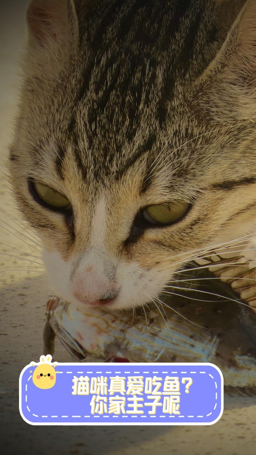 貓咪最愛吃的四種魚，貓咪對魚類有著天然的喜愛