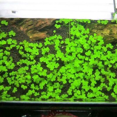 馬來西亞白咖啡有哪些比較有名的品牌(馬來西亞咖啡品牌排行榜圖片)