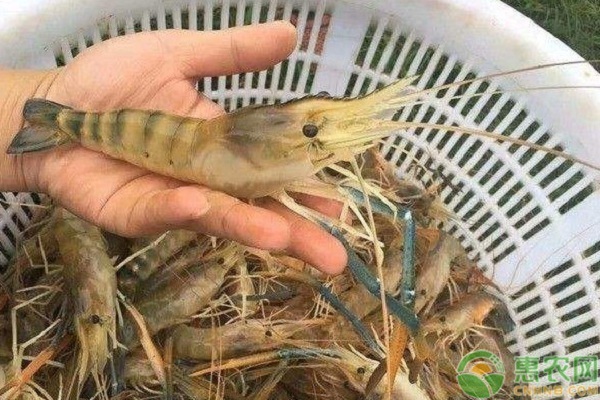 創寧水泵哪里生產的最好（創寧水泵哪里生產的最好耐用）
