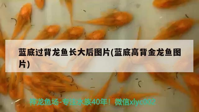 過背龍魚與b背龍魚(過背金龍魚和b過龍魚分別)