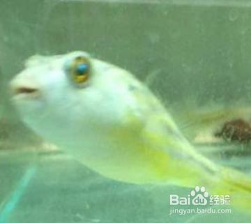 金龍魚業績增長原因分析，金龍魚業績增長的原因