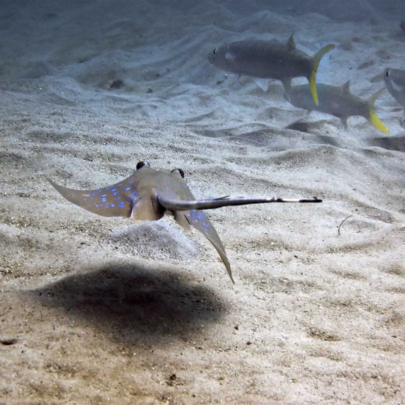 電鰻和電鰩怎么讀，電鰻和電鰩在科學研究領域中具有重要價值