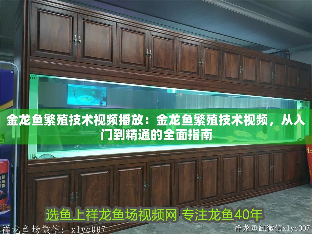 金龍魚繁殖技術視頻播放：金龍魚繁殖技術視頻，從入門到精通的全面指南