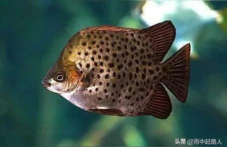 創寧加熱棒f1，創寧加熱棒怎么樣