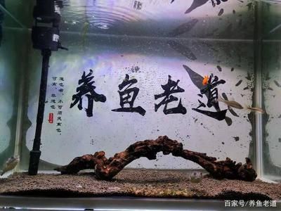 剛買的虎魚停食幾天：剛買的虎魚停食的時間長度取決于多種因素