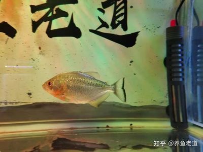 剛買的虎魚停食幾天：剛買的虎魚停食的時間長度取決于多種因素